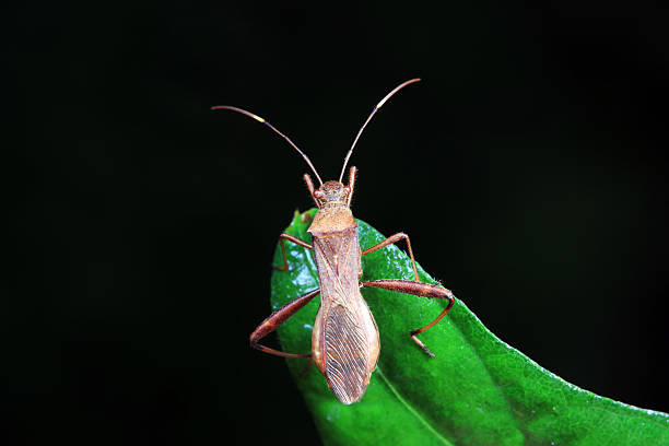 istock Stink bug on green leaves, North China 2227389117