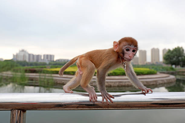 istock Pet monkeys play on stainless steel railings 2227390485