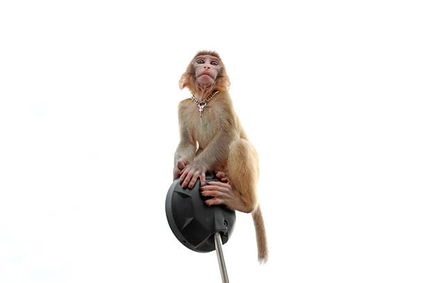 Pet monkeys play on motorcycle mirrors