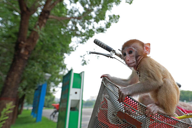 Pet monkeys play on bicycles