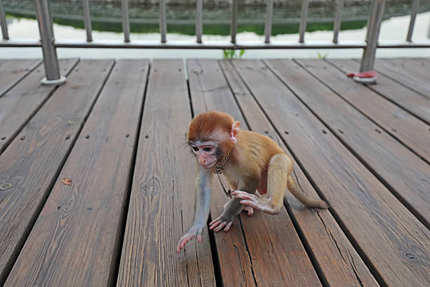 Pet monkeys on wooden platforms