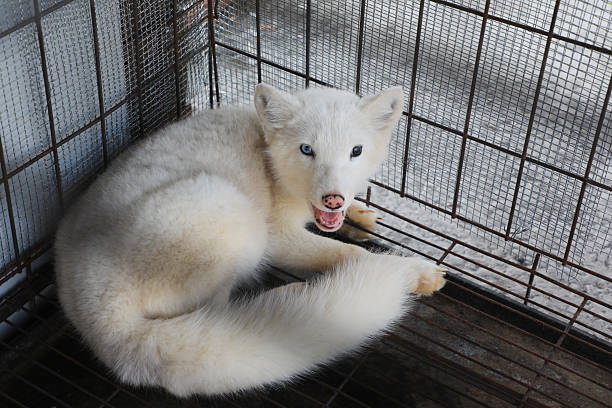 istock Silver fox in cage in a farm, North China 2227390545