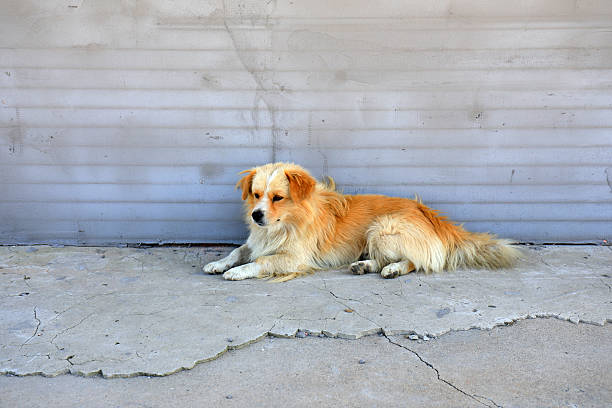 istock pet dog rested on the ground 2227390595