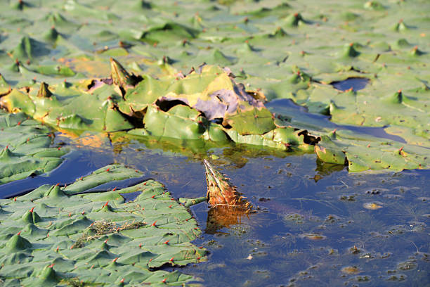 istock Aquatic Plants - Euryale ferox in Ponds, North China 2227390623