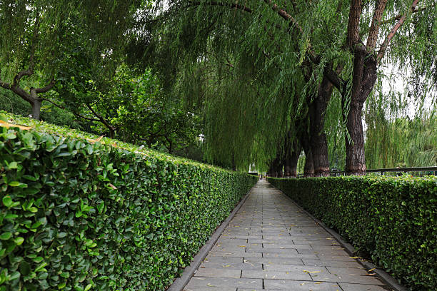 A trimmed green belt in the park