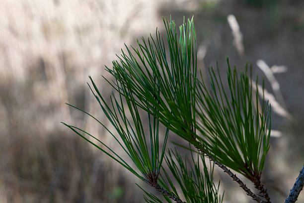 A leafy green pine tree branch with a few brown leaves. The branch is in the foreground and the background is a field of brown grass