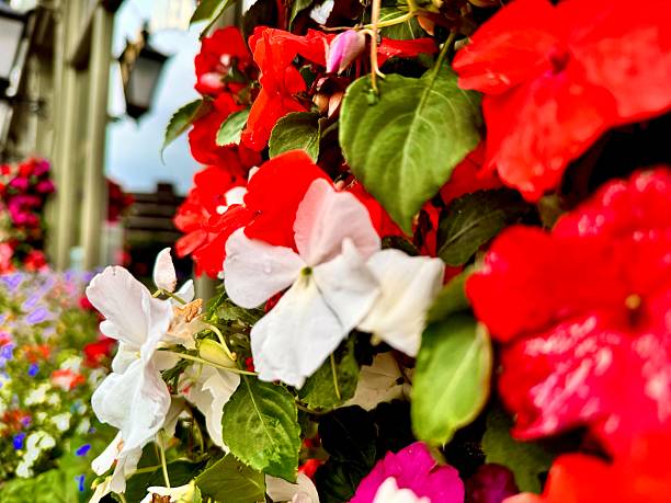 Beautiful bright background with begonia flowers