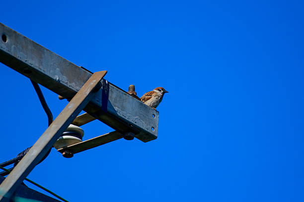 A sparrow sits on a telephone pole with complex wires.