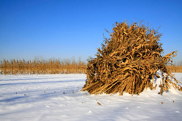 Corn Shocks