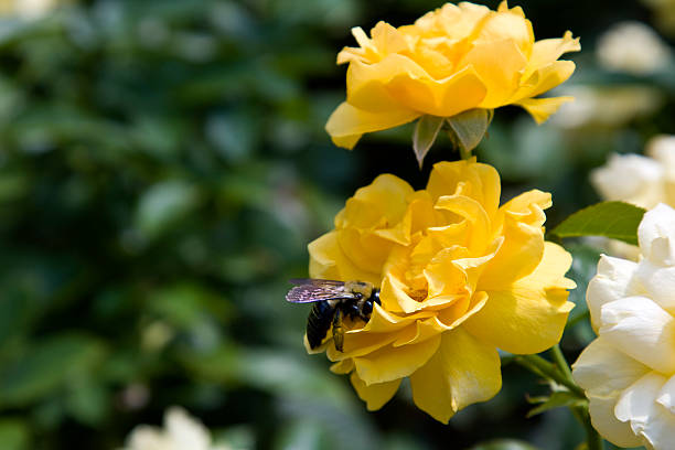 Summer rose in a garden.