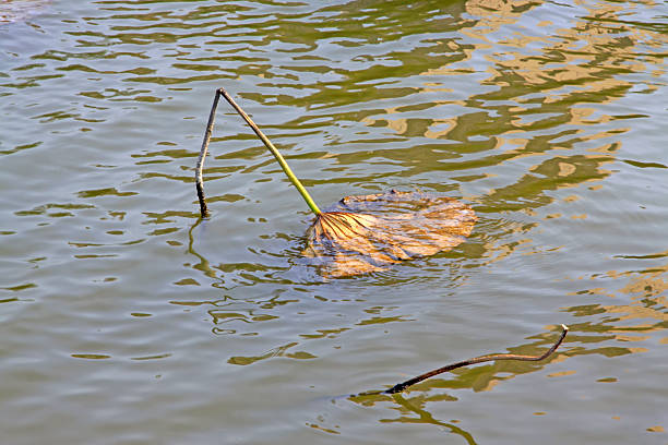 Yellow leaves on the water, closeup of photo