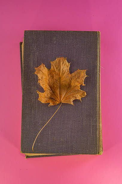 Maple leaves lie on an old book against a pink background. For design.