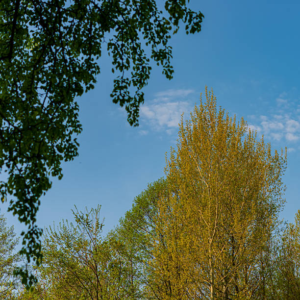 Branches with green leaves and trees against the blue sky. Natural background.