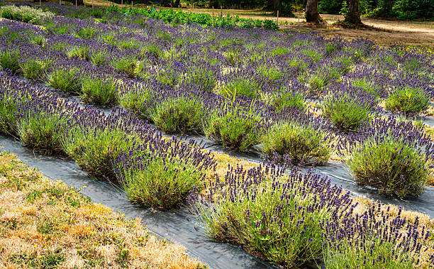 istock Shelton Lavender Field 2 2227394582