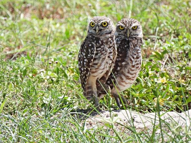 istock Burrowing Owls - (Athene cunicularia) resting in the sand, looking at the camera 2227394851