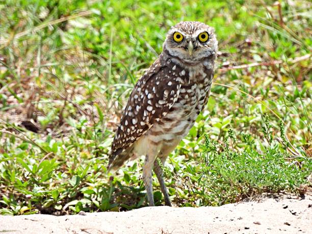 istock Burrowing Owl - (Athene cunicularia) -  looking at the camera 2227394853