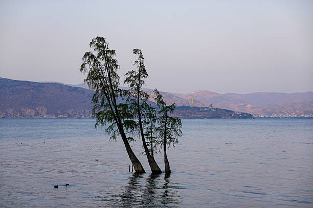 A single cypress, bent like an italic letter, stands knee‑deep in twilight water. Its reflection stretches across mauve ripples that merge lake and sky into one vaporous plane. Slim shoreline ridges fade to blue ghosts, heightening the tree’s lonely resilience. The tilt records years of prevailing wind and fluctuating lake level; yet the trunk still puts out fresh green needles. The scene embodies quiet persistence—an emblem for travelers who pause here, exhaling daylong thoughts into the vast hush of dusk.