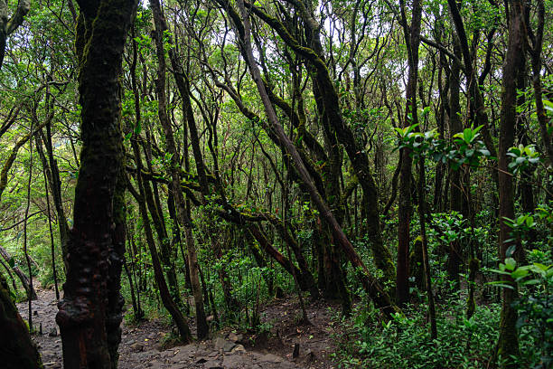 Dense forest scene featuring lush greenery, moss-covered trees, and abundant natural vegetation, creating a serene and vibrant natural ambiance.