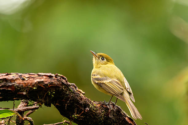 istock Rainforest birds Costa Rica 2227396030