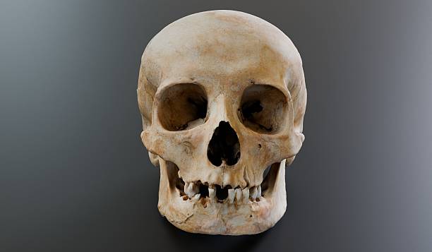 istock Skull, Bones, Head Parts, 3D Illustration 2227396473