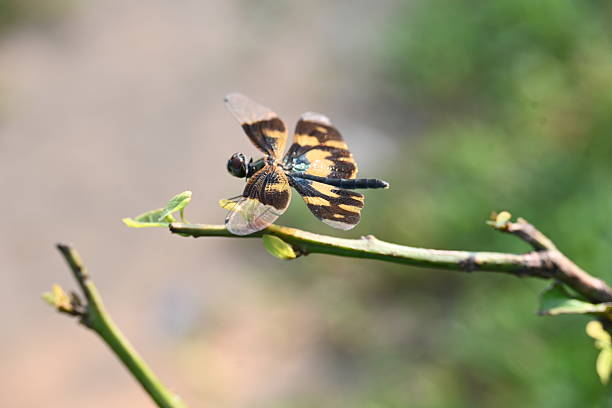 Rhyothemis variegata dragonfly. Its common names common picture wing and variegated flutterer. This is a species of dragonfly of the family Libellulidae, found in South Asia.
