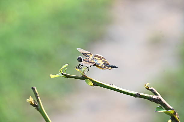 Rhyothemis variegata dragonfly. Its common names common picture wing and variegated flutterer. This is a species of dragonfly of the family Libellulidae, found in South Asia.