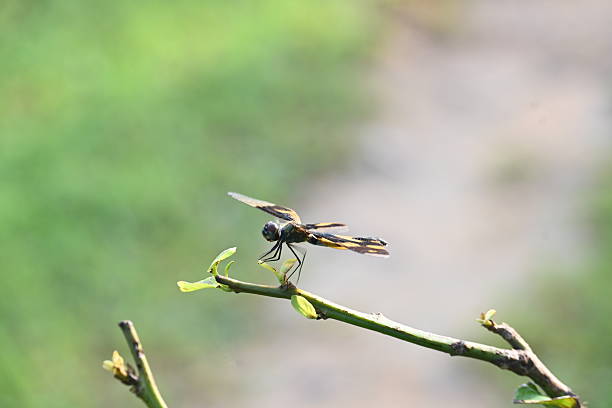 istock Rhyothemis variegata dragonfly. 2227396667