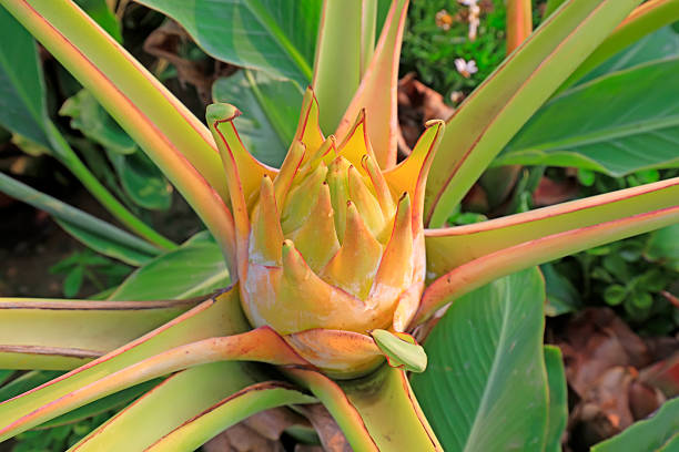 musella lasiocarpa in a garden