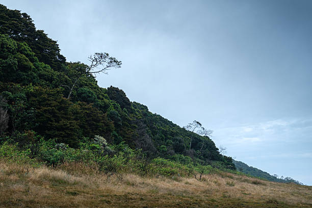 Serene scenery showcasing a dense green forest bordering a dry grass landscape beneath a cloudy sky, highlighting the calm and natural beauty of the wilderness.