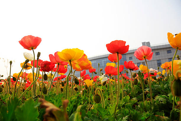 istock corn poppy flowers and buildings 2227396876