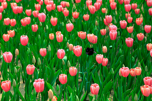 Tulip flower spring background