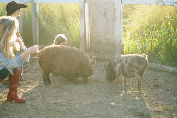 Group of piglets inside pig sty at farm