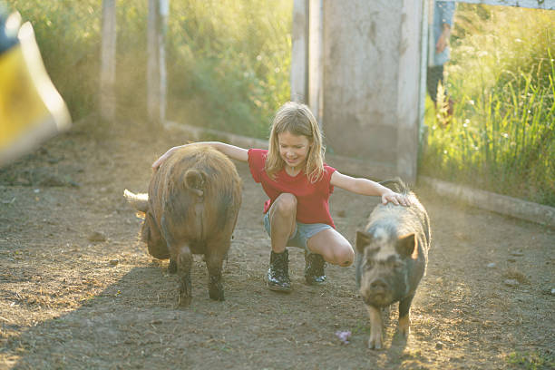 A pig plays with a girl in the yard of the house. Children take care of pets.