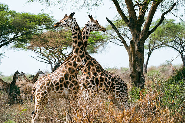 Giraffes of Uganda