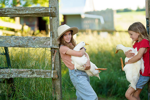 Two young children enjoy a bright day on a picturesque farm, each holding a duck. This delightful moment captures innocence, nature, and the charm of rural life in a tranquil setting.