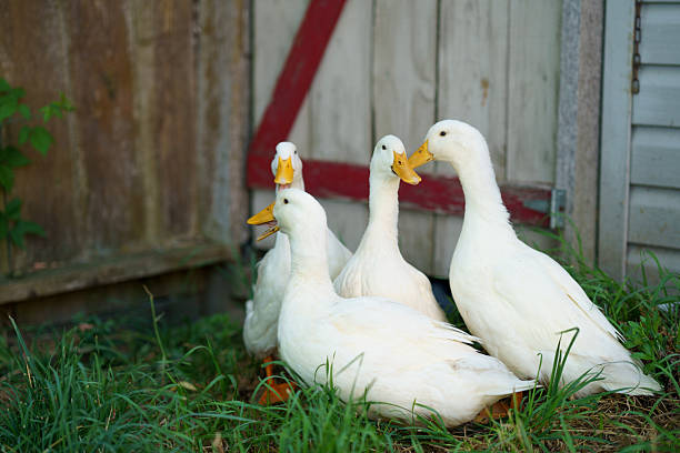 Yellow ducklings in a cage at a poultry exhibition