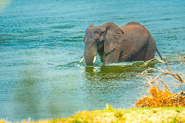 A large African elephant (Loxodonta africana) in natural habitat, Chobe National Park, Botswana
