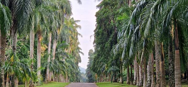 istock Botanical Garden in Kandy - Paradies 2227400821