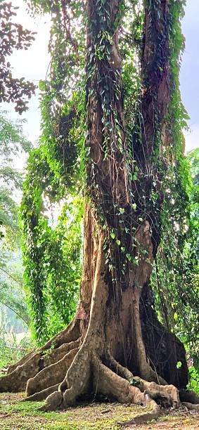 istock Botanical Garden in Kandy - big tree 2227400828