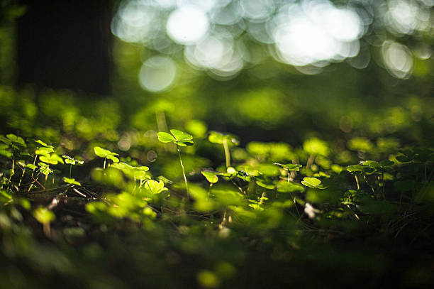 istock Clover plants growing in dimly lit forest.. 2227400965