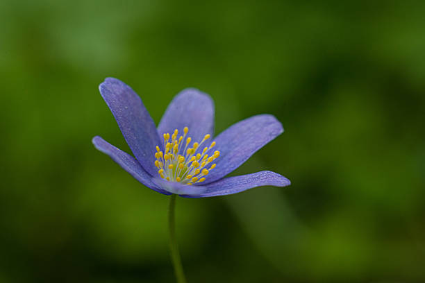 Single blue wildflower in green background.