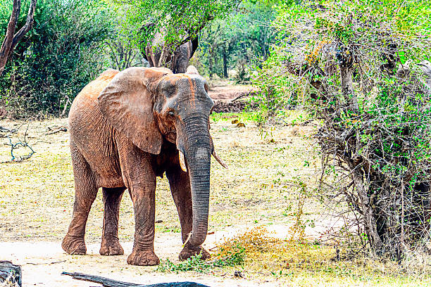 istock Elephants on the Zambezi River 2227401344