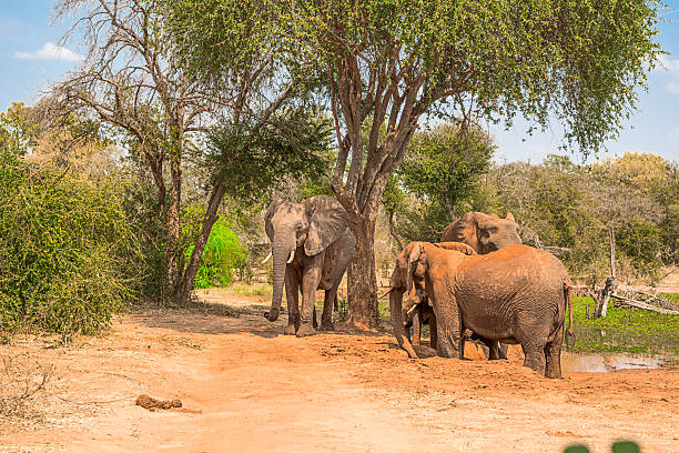 istock Elephants on the Zambezi River 2227402246