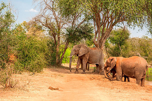 istock Elephants on the Zambezi River 2227402260