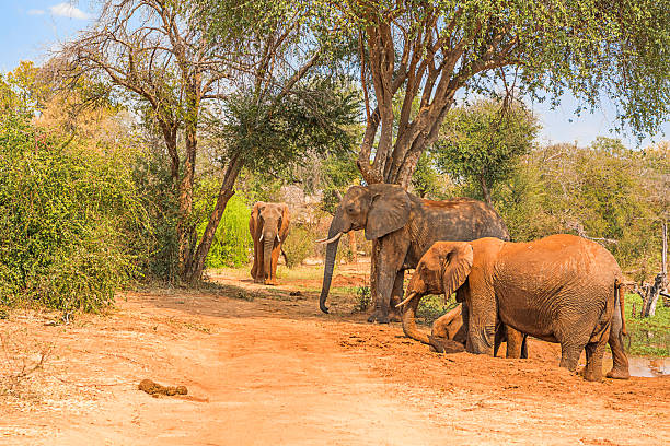 istock Elephants on the Zambezi River 2227402321