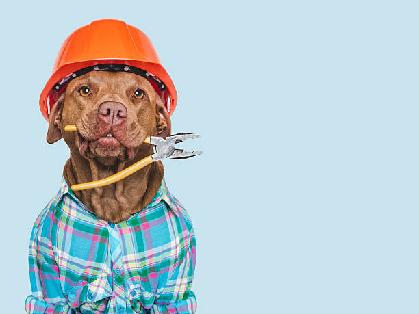 istock Cute dog, orange hard hat and pliers. Studio shot 2227402428