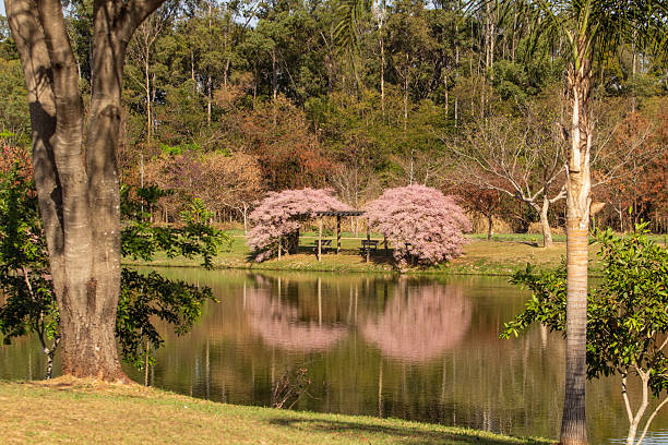 Goiania, Goias, Brazil – June 26, 2025: Flowering congeias in Leolídio Di Ramos Caiado Park, in the city of Goiania in central Brazil.