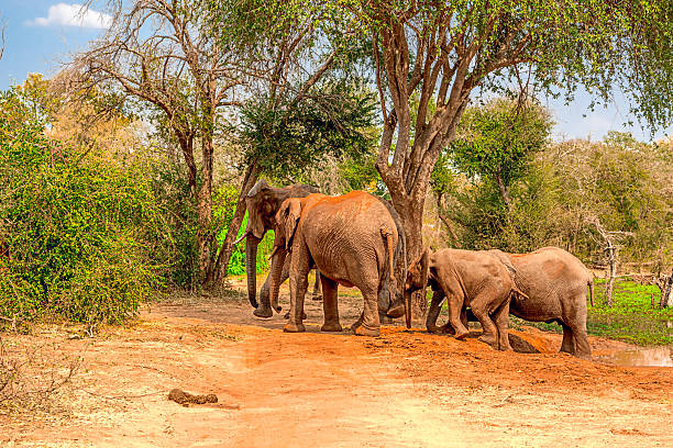 istock Elephants on the Zambezi River 2227402520