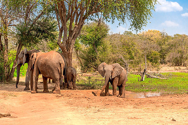 istock Elephants on the Zambezi River 2227402530