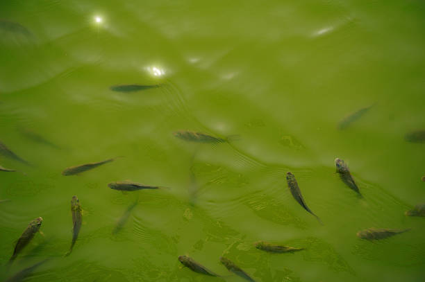Group of fish swim gracefully in a clear yellow pond under soft light